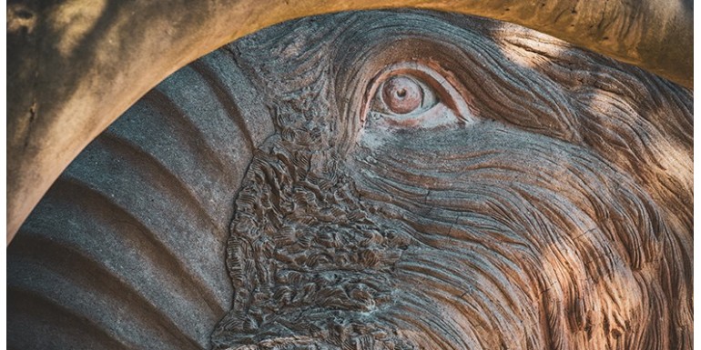 Le mystère des cercles faits de crânes de mammouth