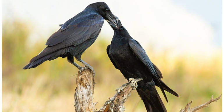 Pourquoi associe-t-on les corbeaux à la mort ?