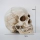 Crâne Décoratif Résine Classique dimensions