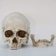 Crâne décoratif Tête de mort tête à taille réaliste avec machoire séparée modele 2 machoire