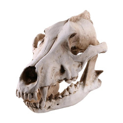 Crâne de loup en résine